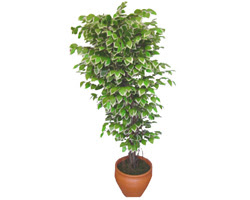 Ficus zel Starlight 1,75 cm   iekiler Bursa online iek gnderme sipari 