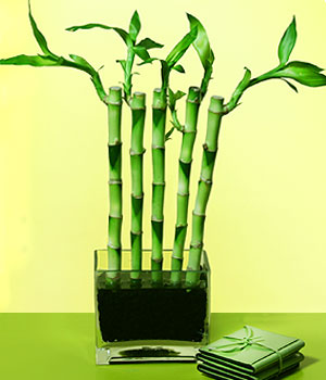  Bursa osmangazi online ieki , iek siparii  Good Harmony Lucky Bamboo camda