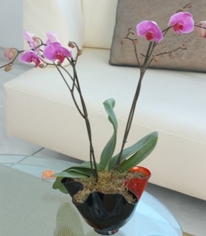  Bursa orhangazi internetten iek siparii  tek dal ikili orkide saksi iegi