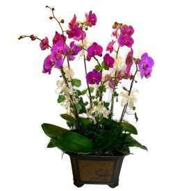  iekiler Bursa online iek gnderme sipari  4 adet orkide iegi