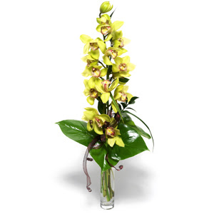  Bursadaki iekiler karacabey ieki telefonlar  cam vazo ierisinde tek dal canli orkide