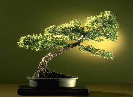 ithal bonsai saksi iegi  Bursa orhangazi internetten iek siparii 