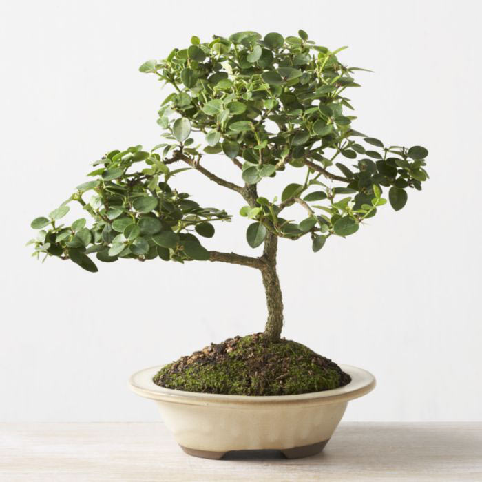ithal bonsai saksi iegi  cicek Bursa iznik iek online iek siparii 