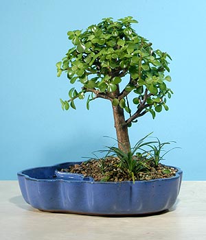 ithal bonsai saksi iegi  iek yolla Bursa orhaneli iekiler 