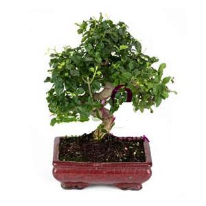 ithal bonsai saksi iegi  Bursa osmangazi online ieki , iek siparii 