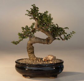 ithal bonsai saksi iegi  Bursa iek siparii karacabey 14 ubat sevgililer gn iek 