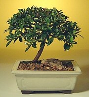  online Bursa ucuz iek gnder  ithal bonsai saksi iegi  iekiler Bursa online iek gnderme sipari 