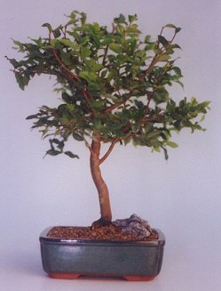  online Bursa ucuz iek gnder  ithal bonsai saksi iegi  Bursa osmangazi online ieki , iek siparii 