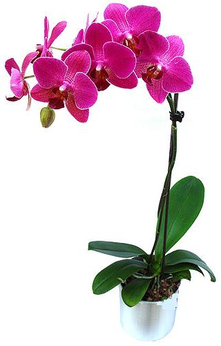  Bursa orhangazi internetten iek siparii  saksi orkide iegi