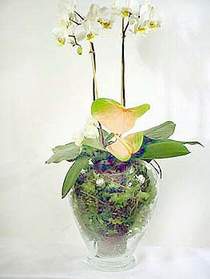  Bursaya iek yolla orhangazi iek sat  Cam yada mika vazoda zel orkideler