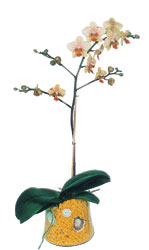  Bursa ya iek yolla mudanya cicek , cicekci  Phalaenopsis Orkide ithal kalite