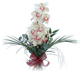  Bursa iek gnder nilfer iek siparii vermek  Dal orkide ithal iyi kalite