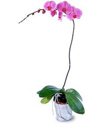  Bursa çiçek gönderimi nilüfer cicekciler , cicek siparisi  Orkide ithal kaliteli orkide 