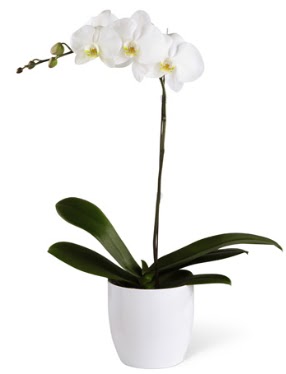 1 dall beyaz orkide  Bursa iek siparii karacabey 14 ubat sevgililer gn iek 