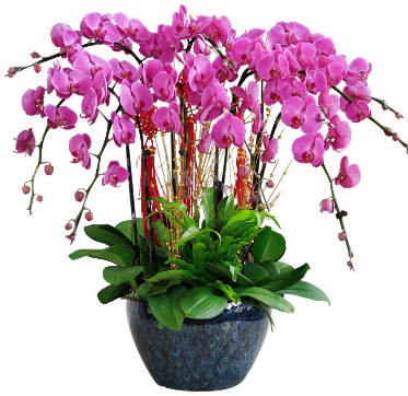 9 dallı mor orkide  Bursa çiçek siparişi karacabey 14 şubat sevgililer günü çiçek 