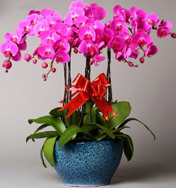 7 dall mor orkide  cicek Bursa iznik iek online iek siparii 
