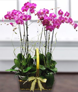 4 dall mor orkide  Bursa iznik hediye sevgilime hediye iek 