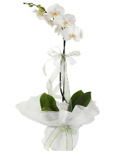 1 dal beyaz orkide iei  iek Bursa yeniehir ieki maazas 