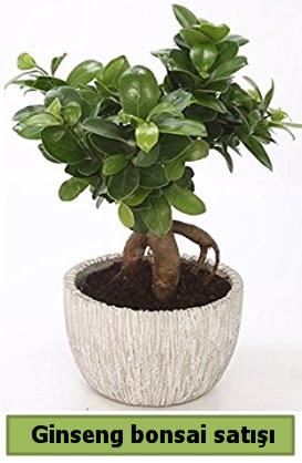 Ginseng bonsai japon ağacı satışı  Bursa çiçekçi osman gazi çiçek gönderme sitemiz güvenlidir 
