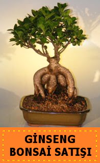 Ginseng bonsai sat japon aac  iekiler Bursa online iek gnderme sipari 