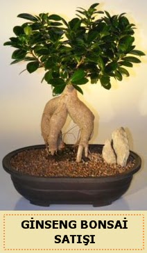 thal Ginseng bonsai sat japon aac  Bursa iek gnder nilfer iek siparii vermek 