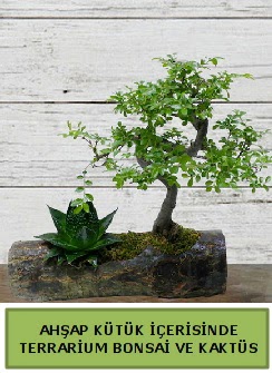 Ahap ktk bonsai kakts teraryum  Bursa inegl kaliteli taze ve ucuz iekler 