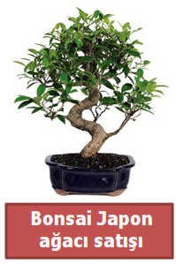 Japon aac bonsai sat  Bursa iek gnder nilfer iek siparii vermek 