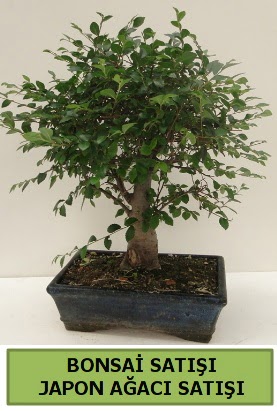 Minyatr bonsai japon aac sat  iek siparii Bursa karacabey iek yolla 