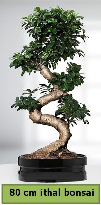 80 cm özel saksıda bonsai bitkisi  Bursa çiçekçi osman gazi çiçek gönderme sitemiz güvenlidir 
