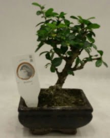 Kk minyatr bonsai japon aac  Bursa iek nilfer nternetten iek siparii 