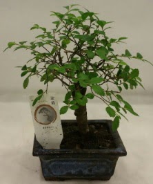 Minyatr ithal japon aac bonsai bitkisi  Bursaya iek yolla orhangazi iek sat 