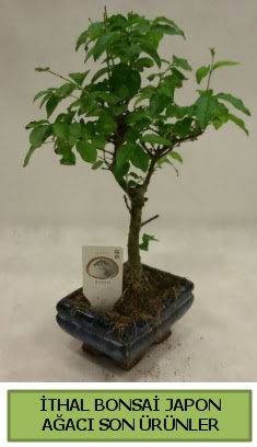 thal bonsai japon aac bitkisi  Bursa byk orhan yurtii ve yurtd iek siparii 