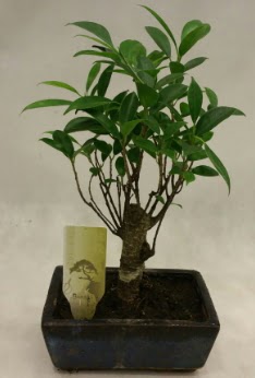 Japon aac bonsai bitkisi sat  Bursa ieki osman gazi iek gnderme sitemiz gvenlidir 