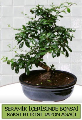 Seramik vazoda bonsai japon aac bitkisi  Bursa iek gnder nilfer iek siparii vermek 
