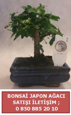 Japon aac minyar bonsai sat  Bursaya iek yolla orhangazi iek sat 