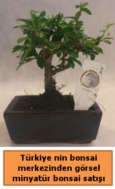 Japon aac bonsai sat ithal grsel  Bursa iek yolla nilfer iek gnderme 