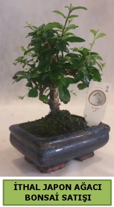 thal japon aac bonsai bitkisi sat  Bursa ieki osman gazi iek gnderme sitemiz gvenlidir 