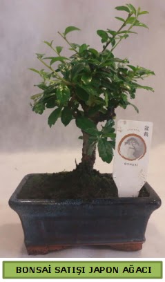 Minyatr bonsai aac sat  Bursa iek nilfer nternetten iek siparii 