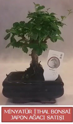 Kk grsel bonsai japon aac bitkisi  Bursada ieki osmangazi iek , ieki , iekilik 