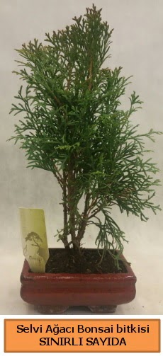 Selvi aac bonsai japon aac bitkisi  Bursaya iek yolla orhangazi iek sat 