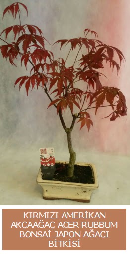 Amerikan akaaa Acer Rubrum bonsai  Bursa inegl iek servisi , ieki adresleri 