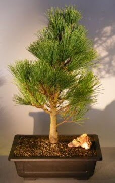 am aac japon aac bitkisi bonsai  Bursa ieki osman gazi iek gnderme sitemiz gvenlidir 