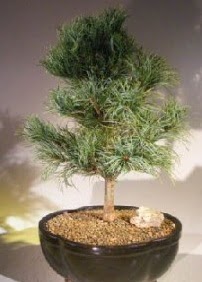 am aac bonsai bitkisi sat  online Bursa ucuz iek gnder 