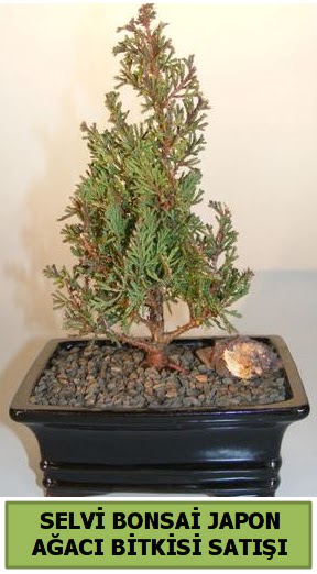 Selvi am japon aac bitkisi bonsai  Bursa ieki osman gazi iek gnderme sitemiz gvenlidir 