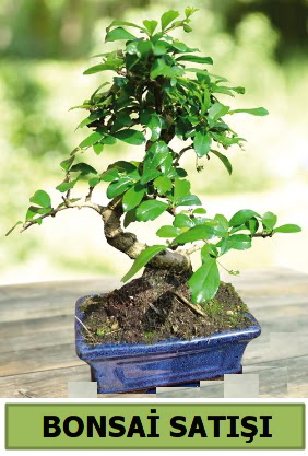 am bonsai japon aac sat  Bursaya iek yolla orhangazi iek sat 