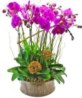 Ahap ktkte lila mor orkide 8 li  Bursa osmangazi internetten iek sat 