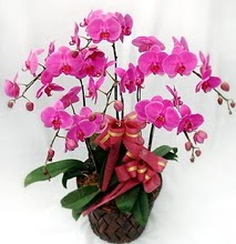 Sepet ierisinde 5 dall lila orkide  online Bursa ucuz iek gnder 