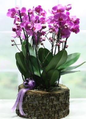 Ktk ierisinde 6 dall mor orkide  online Bursa ucuz iek gnder 