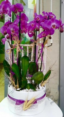 Seramik vazoda 4 dall mor lila orkide  Bursa ya iek yolla mudanya cicek , cicekci 