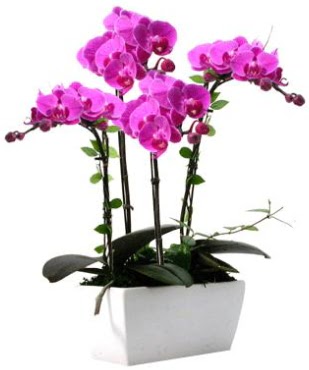 Seramik vazo ierisinde 4 dall mor orkide  Bursaya iek yolla orhangazi iek sat 